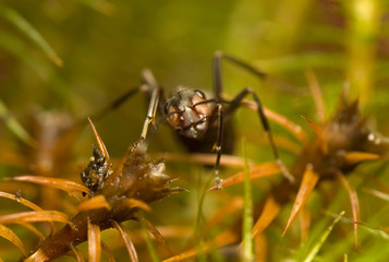 Ant - Formica rufa