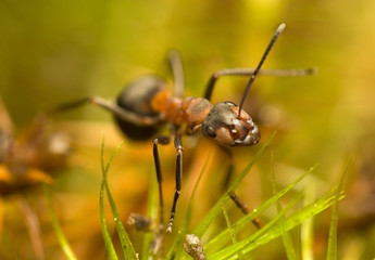 Ant - Formica rufa