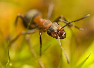 Ant - Formica rufa