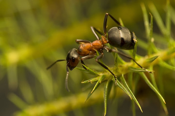 Ant - Formica rufa
