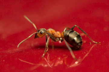 Ant - Formica rufa