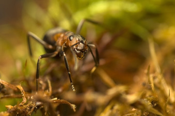 Ant - Formica rufa