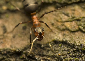 Ant - Formica rufa