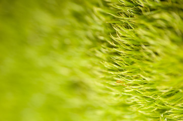 as lawn moss - Dicranella