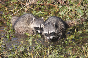 Curious Raccoons