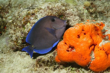 Blue Tang (Paracanthurus hepatus) - Cozumel, Mexico © Brian Lasenby
