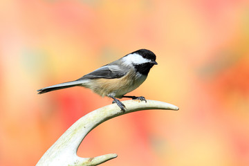 Bird On An Antler