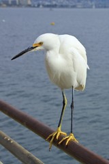 White Crane Bird Close Up