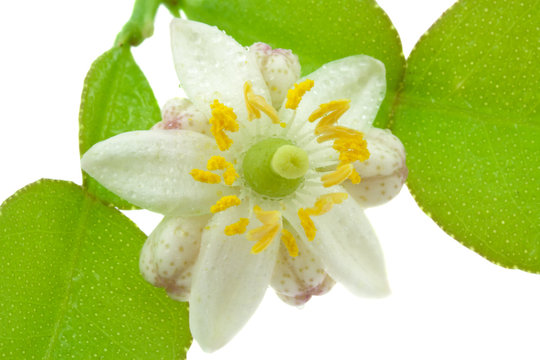 fleur de citrus histrix