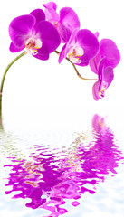 tige orchidée phalaenopsis, orchidée papillon