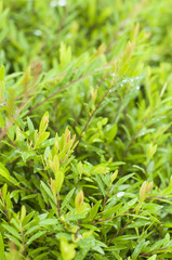 foliage