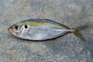 The yellow stripe trevally fish