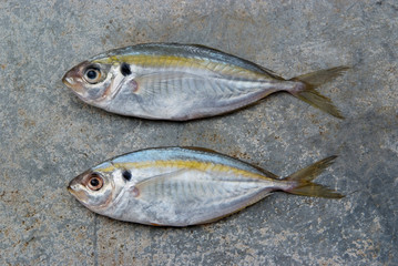 The yellow stripe trevally fish