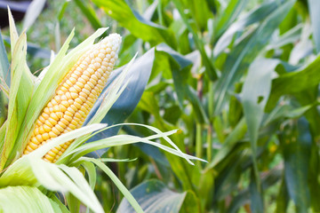 Corn field at mountain - 37878132