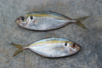 The yellow stripe trevally fish