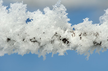 Fototapeta na wymiar Snowy tree trunks