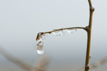 Naklejka na ściany i meble Frozen dew drops on a branch