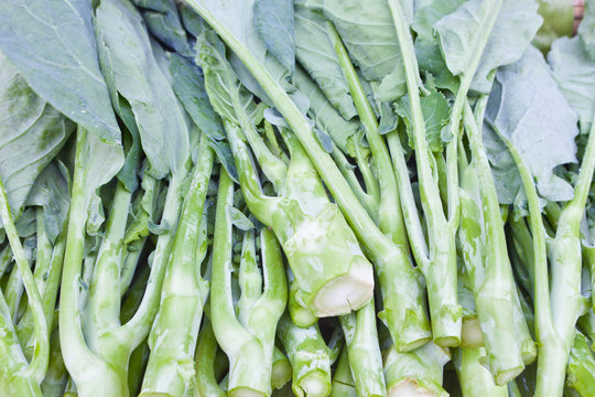 Closeup Chinese Broccoli