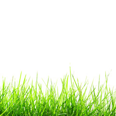 Green Grass Isolate