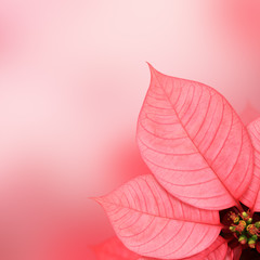 Poinsettia pink leaf