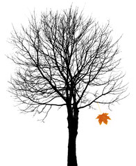 tree silhouette and one autumn leaf