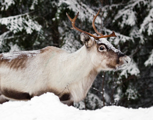 reindeer