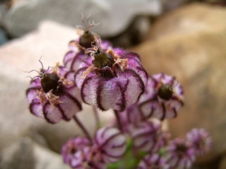 Flora within polar environment