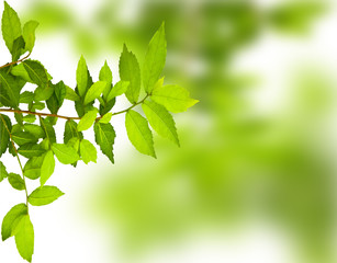 Green leave background
