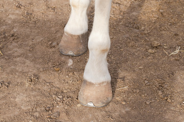 Obraz premium Spanish horse