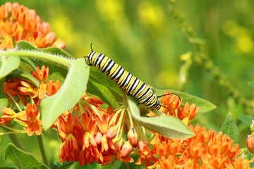 Monarch Catipillar