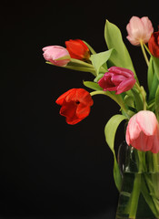 Colorful tulips on black background