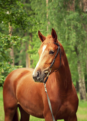 Obraz premium portrait of beautiful red horse at forest background