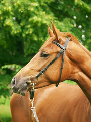 Obraz premium portrait of beautiful red horse