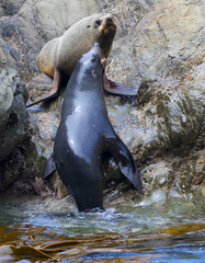 Sea Lion's life