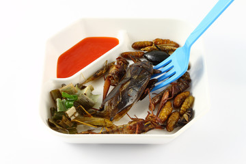 Spicy herb fried insect wings in food dish and blue fork.