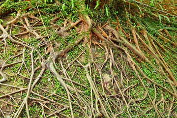 Tree roots
