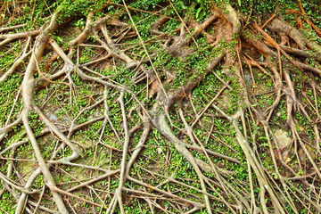 Tree roots