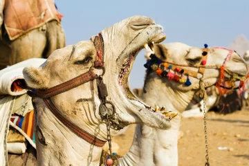 Crédence de cuisine en verre imprimé Chameau Camel