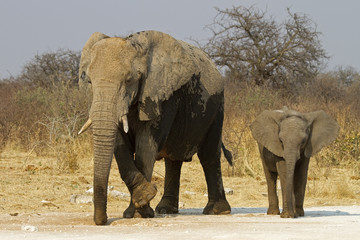 Fototapeta na wymiar Krowa słoń z dzieckiem; Loxodonta africana