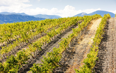 Fototapeta na wymiar vineyars near Saint-Paul-de-Fenouillet,Languedoc-Roussillon,FR