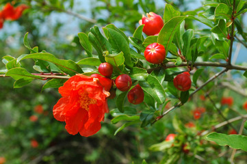 Flore et faune du Biokovo - Grenadier punique (Punica granatum)