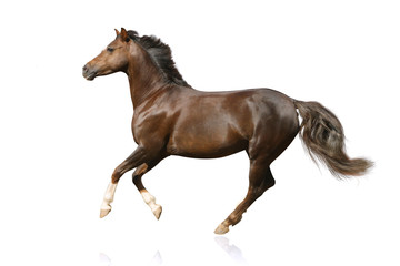 Fototapeta na wymiar koń izolowane