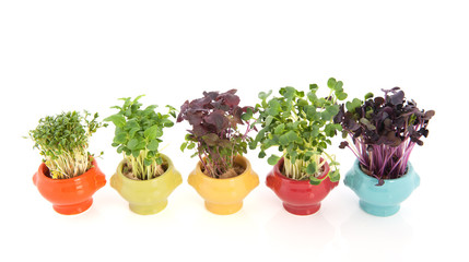 Fresh garden cress in colorful crockery
