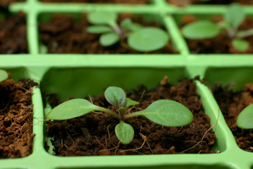 Petunia seedlings in the cell tray (selective focus, macro)