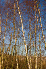 Fototapeta premium Birches