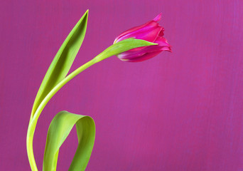 red tulip against pink background, spring flower