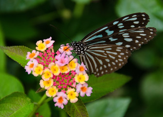 Blue butterfly, Ideopsis sp. from Japan