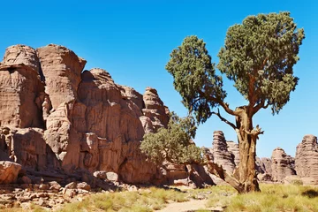 Poster Sahara Cypress, Tassili N& 39 Ajjer, Algerije © Dmitry Pichugin