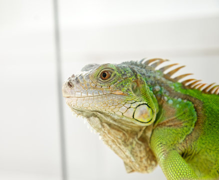 Cabeza de iguana