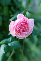 Obraz premium Pink Rose